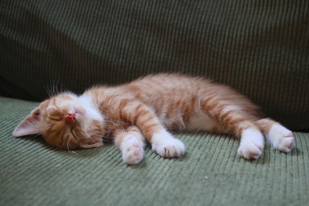 Adorables gatitos durmiendo (8)