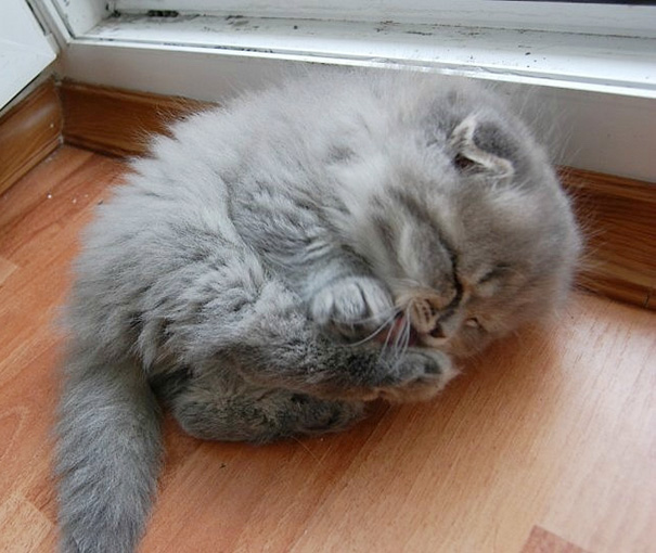 Adorables gatitos durmiendo (9)