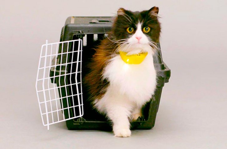 Catterbox: transforma los maullidos de tu gato en frases