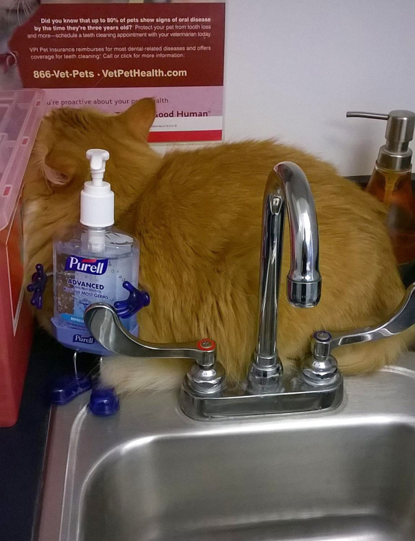 Divertidas reacciones de gatos en el veterinario (1)
