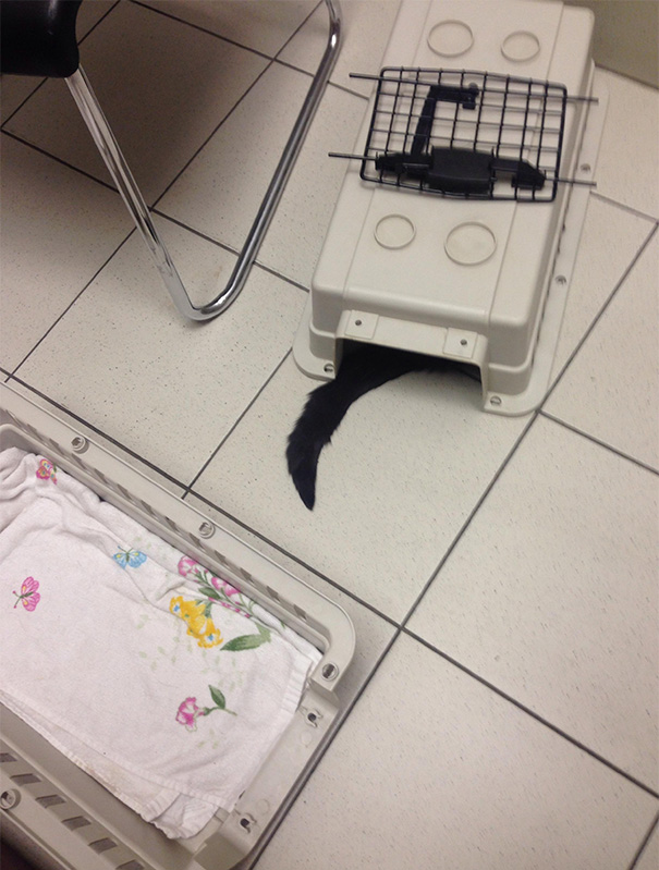 Divertidas reacciones de gatos en el veterinario (10)
