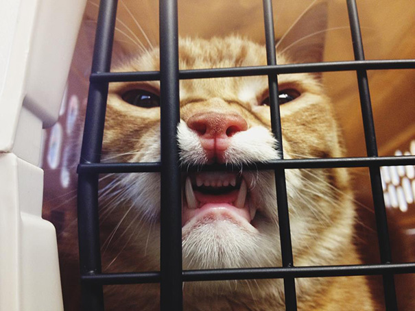 Divertidas reacciones de gatos en el veterinario (11)