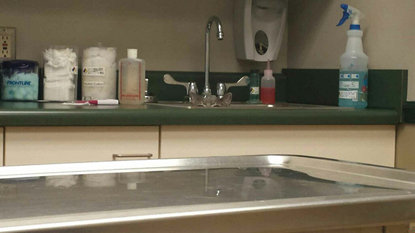 Divertidas reacciones de gatos en el veterinario (12)