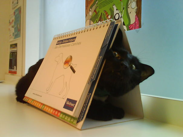 Divertidas reacciones de gatos en el veterinario (13)