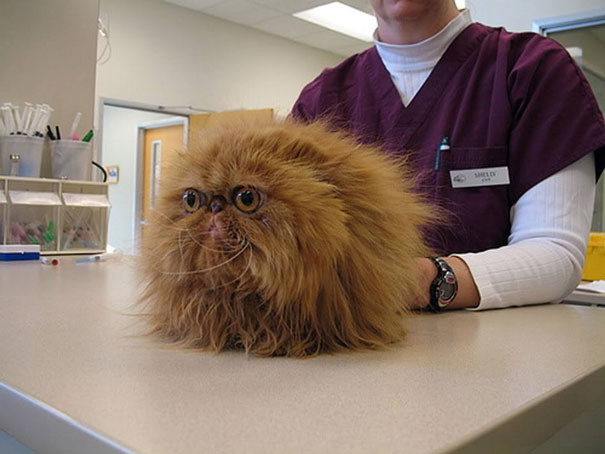 Divertidas reacciones de gatos en el veterinario (14)