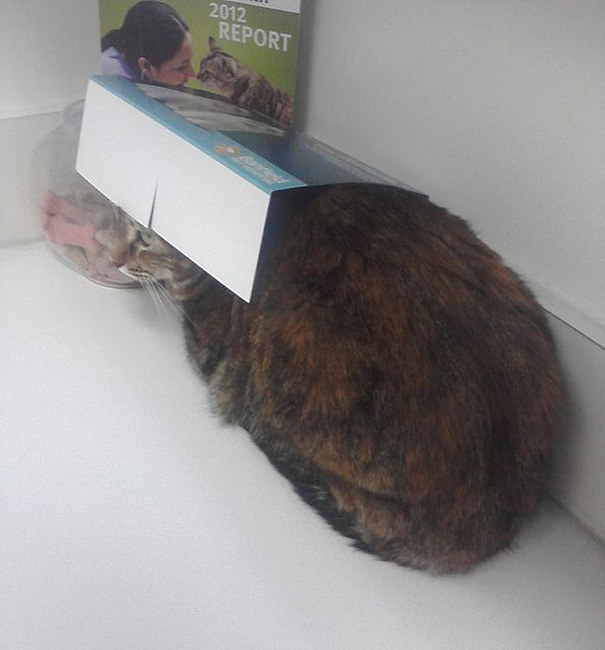 Divertidas reacciones de gatos en el veterinario (15)