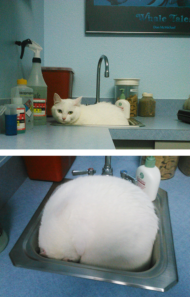 Divertidas reacciones de gatos en el veterinario (16)