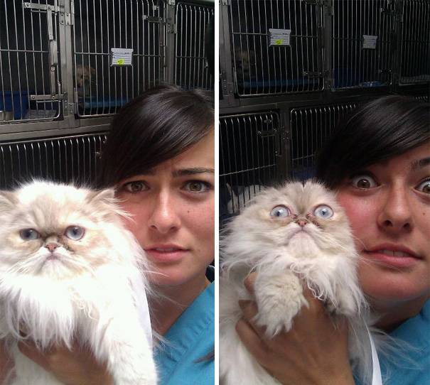 Divertidas reacciones de gatos en el veterinario (18)