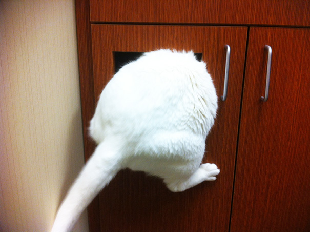 Divertidas reacciones de gatos en el veterinario (19)