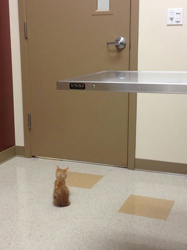 Divertidas reacciones de gatos en el veterinario (2)