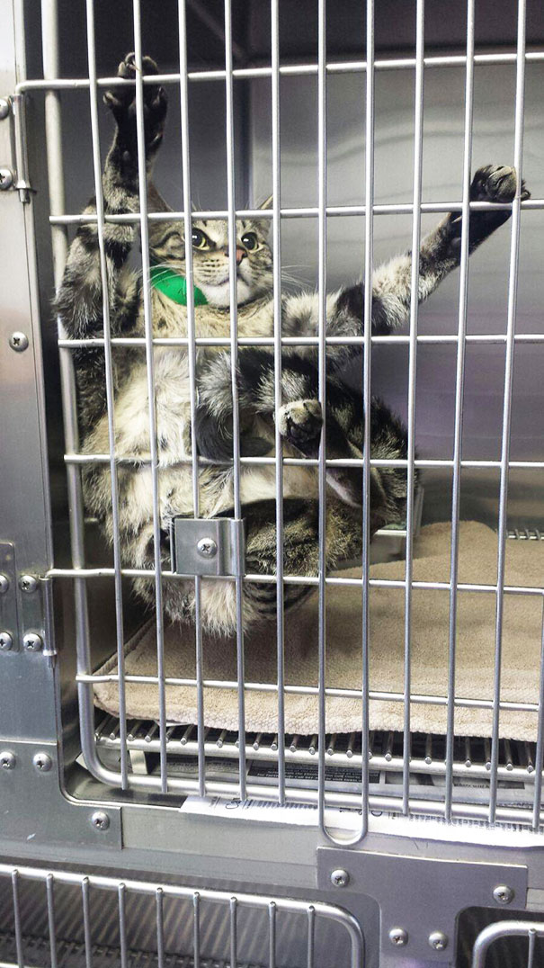 Divertidas reacciones de gatos en el veterinario (21)
