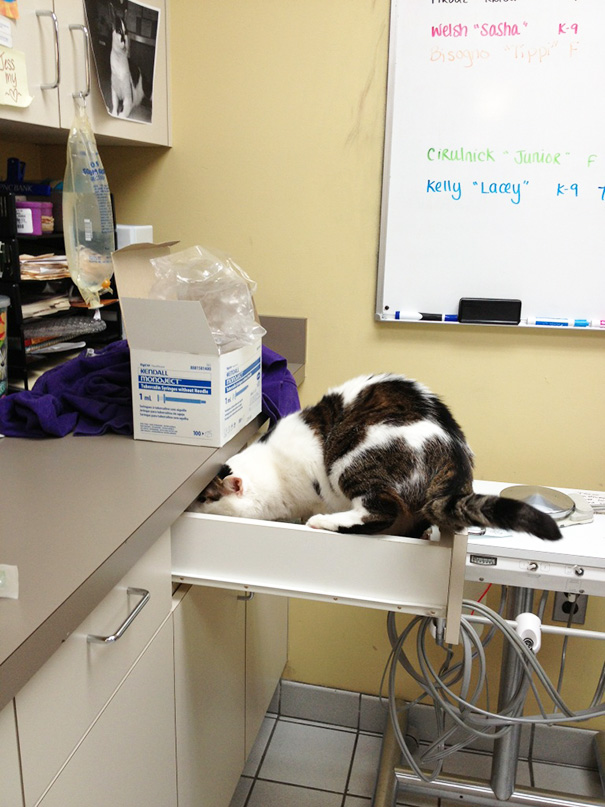 Divertidas reacciones de gatos en el veterinario (5)