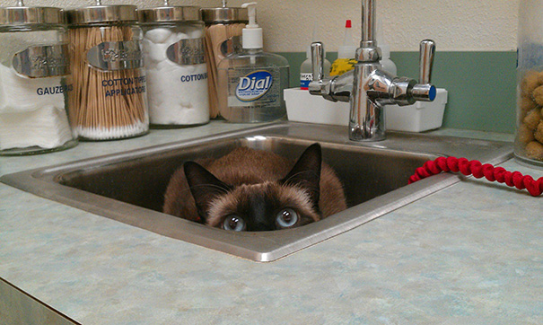 Divertidas reacciones de gatos en el veterinario (6)