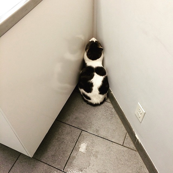 Divertidas reacciones de gatos en el veterinario (7)