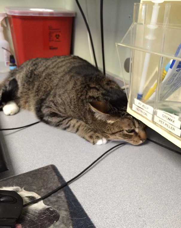 Divertidas reacciones de gatos en el veterinario (8)