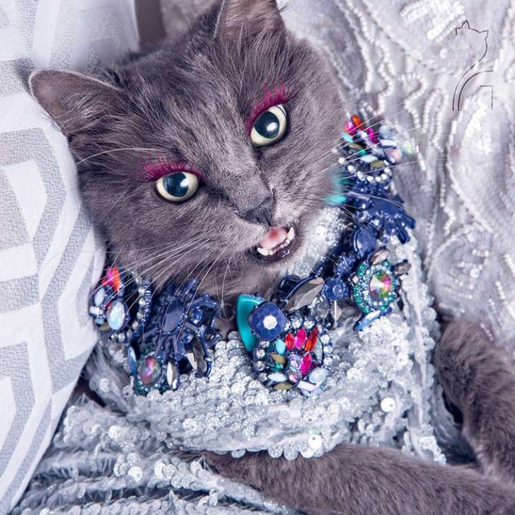 El gato con mas glamour de Instagram (1)