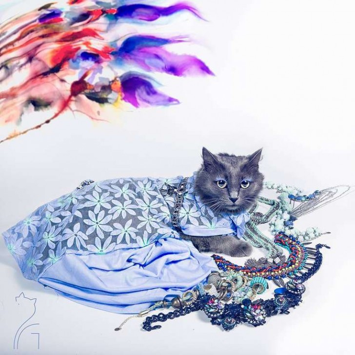 El gato con mas glamour de Instagram (14)