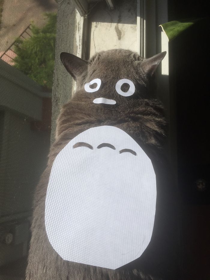 En Japon la moda es convertir a los gatos en Totoro (1)