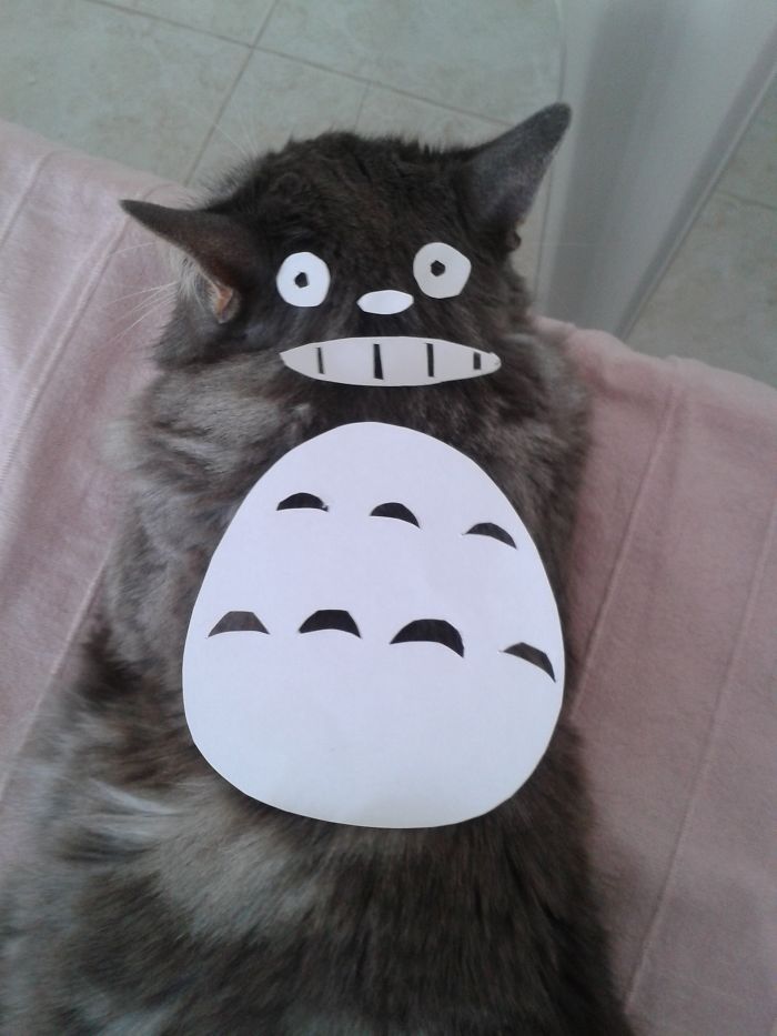 En Japon la moda es convertir a los gatos en Totoro (2)