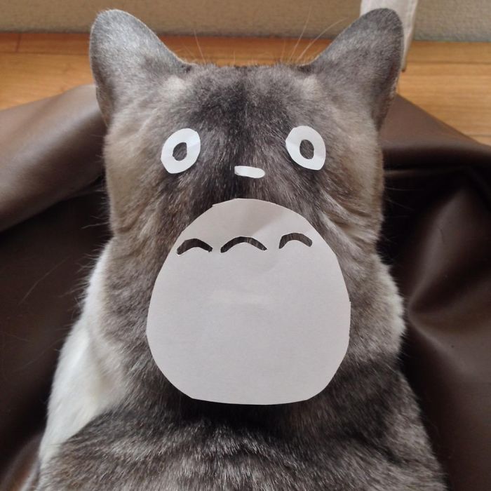 En Japon la moda es convertir a los gatos en Totoro (4)