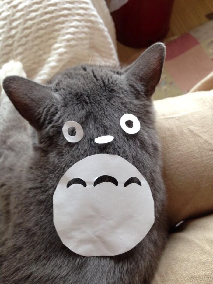 En Japon la moda es convertir a los gatos en Totoro (5)