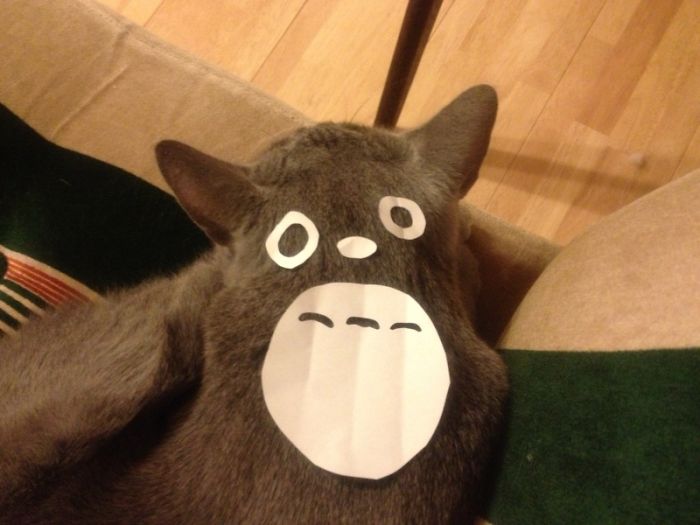 En Japon la moda es convertir a los gatos en Totoro (6)