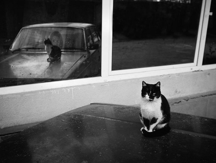 Fotografias bonitas de gatos callejeros (1)
