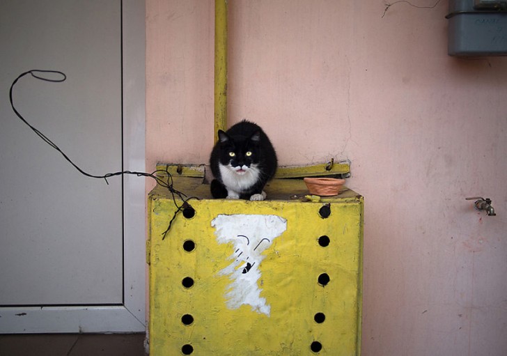 Fotografias bonitas de gatos callejeros (10)