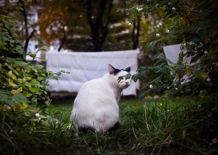 Fotografias bonitas de gatos callejeros (11)