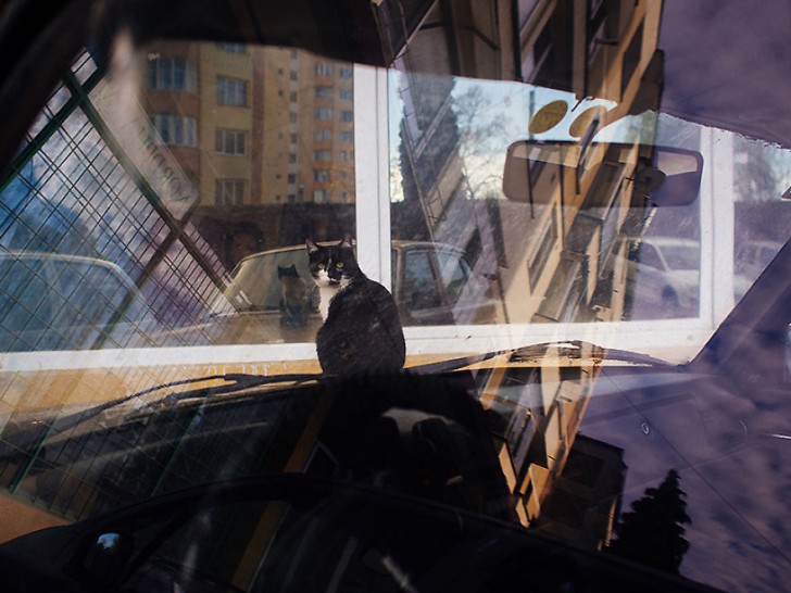 Fotografias bonitas de gatos callejeros (12)