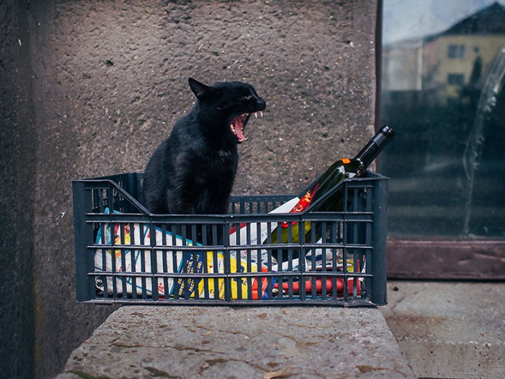 Fotografias bonitas de gatos callejeros (14)