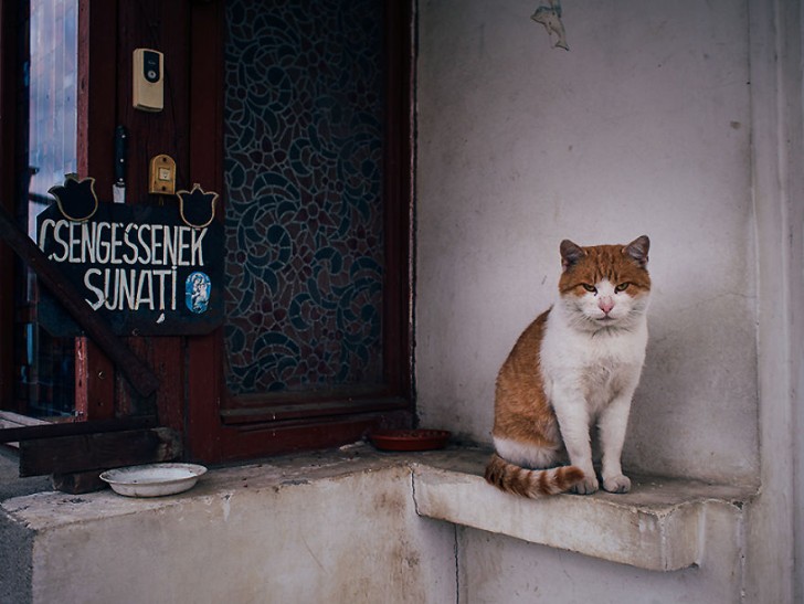 Fotografias bonitas de gatos callejeros (15)