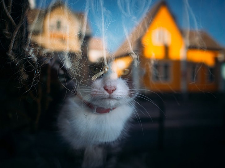 Fotografias bonitas de gatos callejeros (16)
