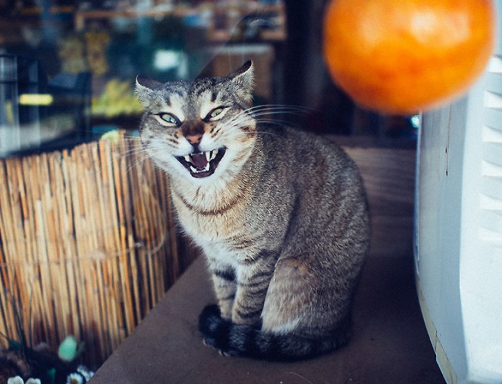 Fotografias bonitas de gatos callejeros (17)
