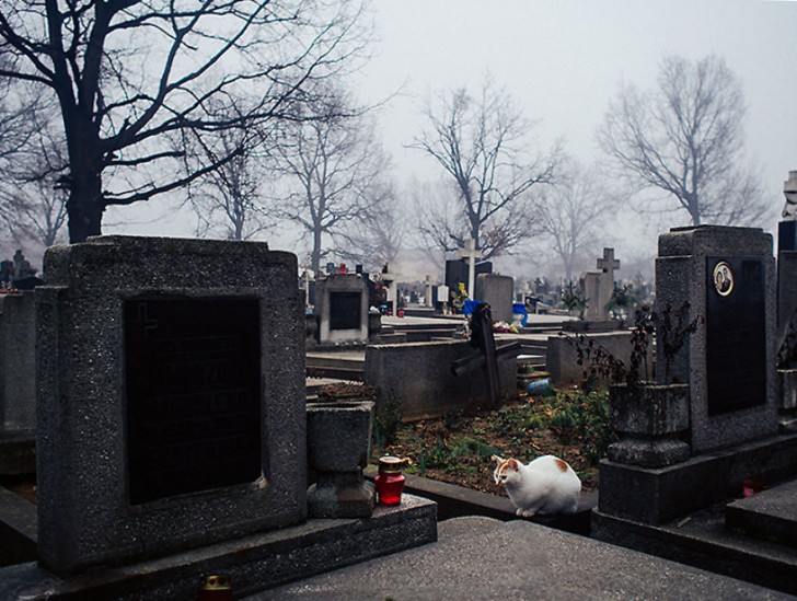 Fotografias bonitas de gatos callejeros (18)