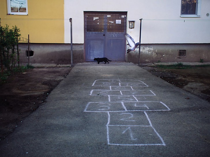 Fotografias bonitas de gatos callejeros (19)