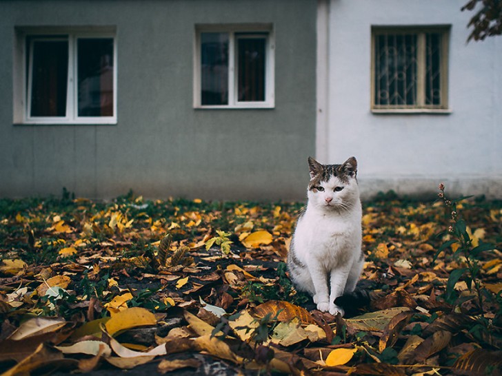 Fotografias bonitas de gatos callejeros (2)