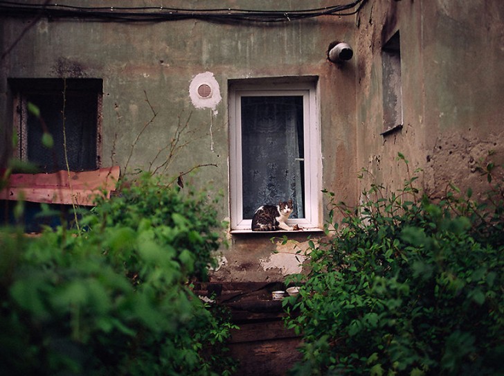 Fotografias bonitas de gatos callejeros (21)