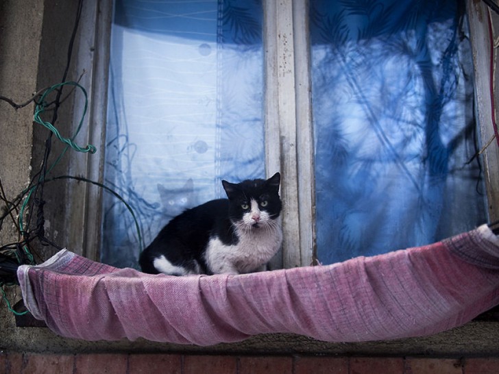 Fotografias bonitas de gatos callejeros (23)