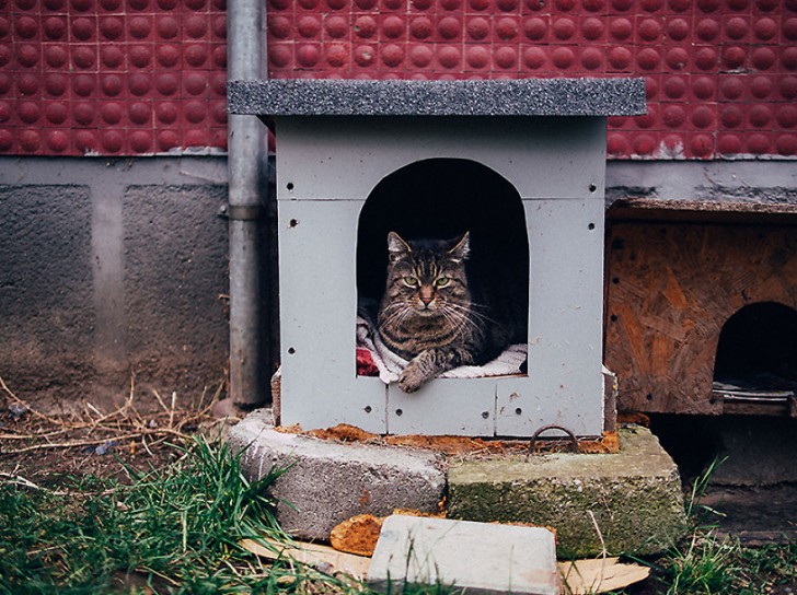 Fotografias bonitas de gatos callejeros (3)