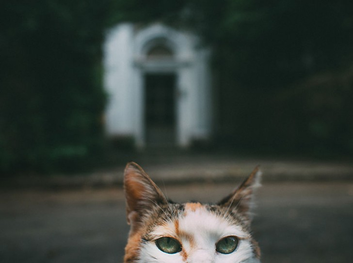Fotografias bonitas de gatos callejeros (4)