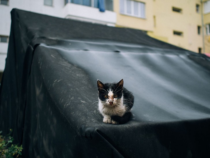 Fotografias bonitas de gatos callejeros (5)