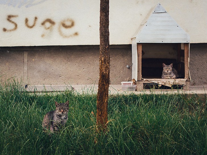 Fotografias bonitas de gatos callejeros (8)