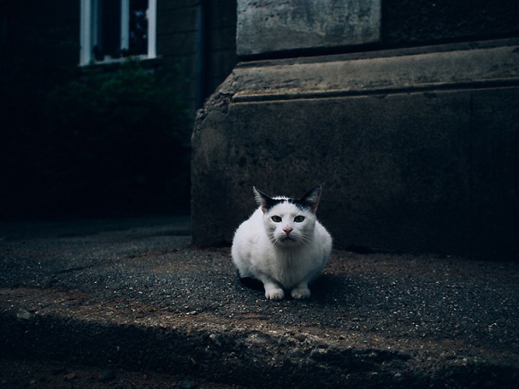Fotografias bonitas de gatos callejeros (9)