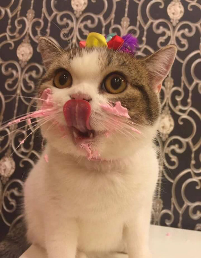 Gatito comiendose un pastel en su cumpleanos (2)