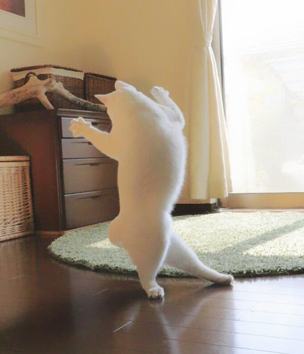 Gato bailando ballet (1)
