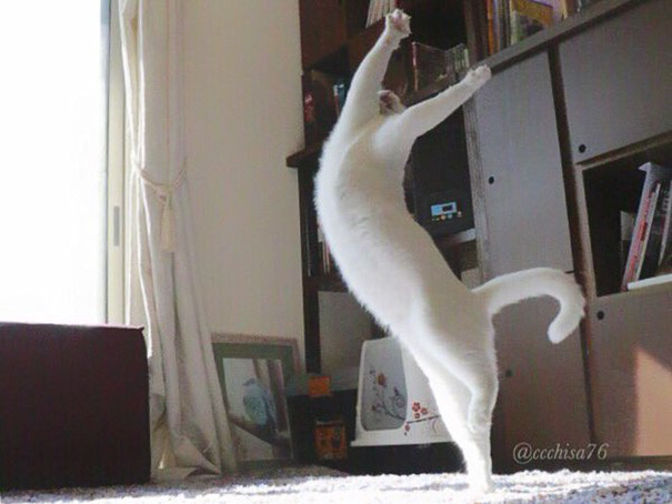 Gato bailando ballet (2)