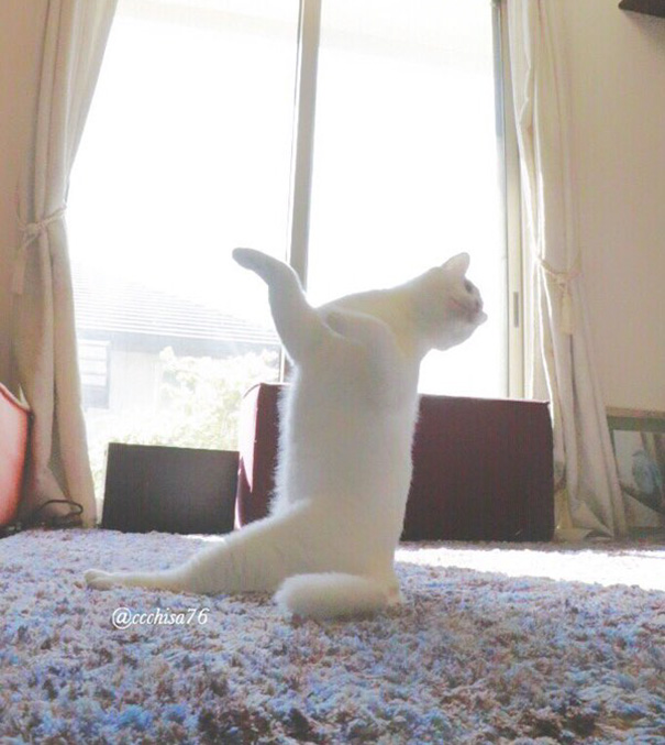 Gato bailando ballet (3)