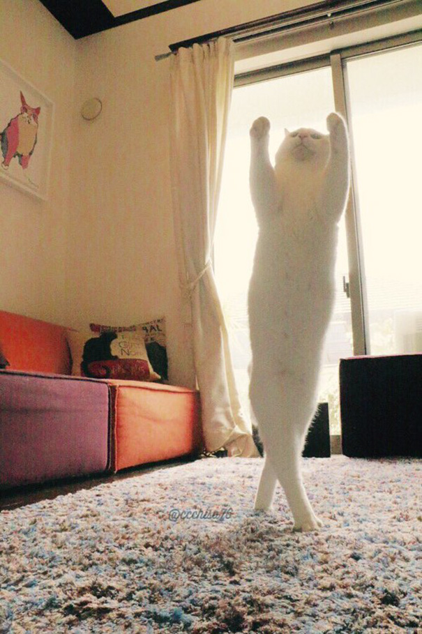 Gato bailando ballet (4)