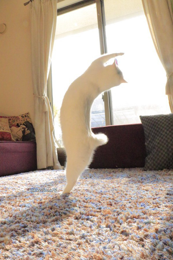 Gato bailando ballet (5)
